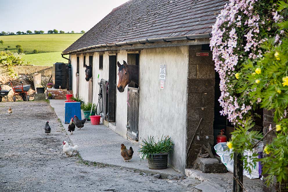 Lucy Postgate's Horse Riding School Photography Stables South Downs Sussex image